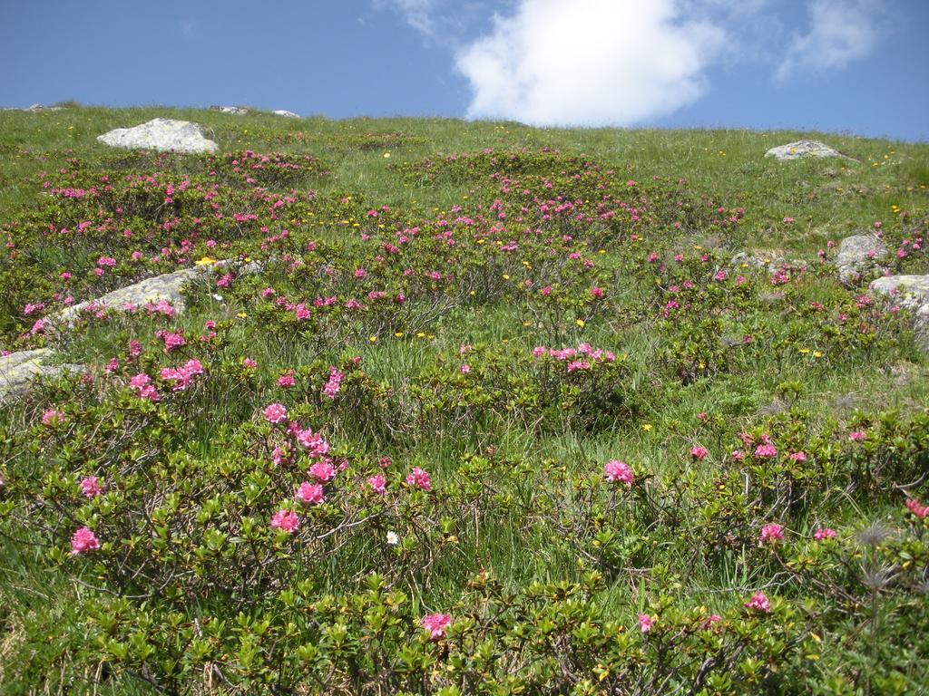 Haus Thaler Διαμέρισμα Reith im Alpbachtal Εξωτερικό φωτογραφία
